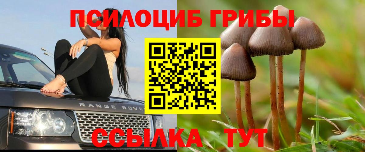 Гудермес  Галлюциногенные грибы Cubensis  Вход с VPN 